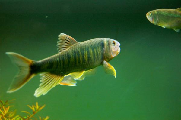 兇猛的小型原生魚 馬口魚