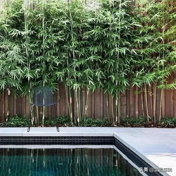 家有竹園，這才是極具風雅之事