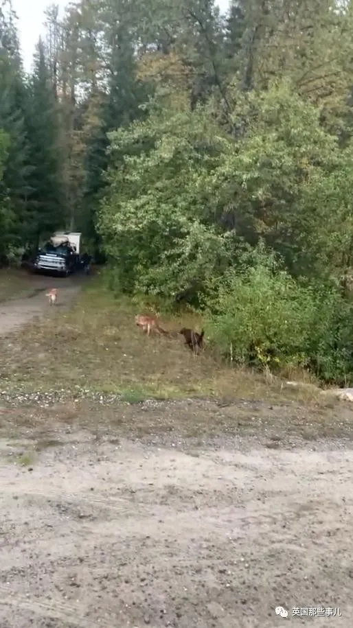 露營時狗狗被美洲獅襲擊,他瘋狂揮刀砍斷獅頭,網友吵翻了 露營時狗狗被美洲獅襲擊,他瘋狂揮刀砍斷獅頭,網友吵翻了