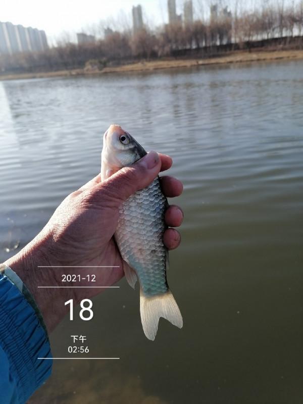 寒風凌冽再戰清河,鯽魚妹妹熱情似火 寒風凌冽再戰清河,鯽魚妹妹熱情似火