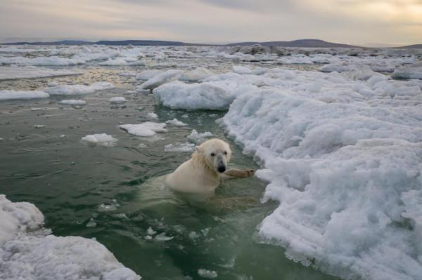 北極熊佔領了廢棄島嶼並搬進了空房子裡