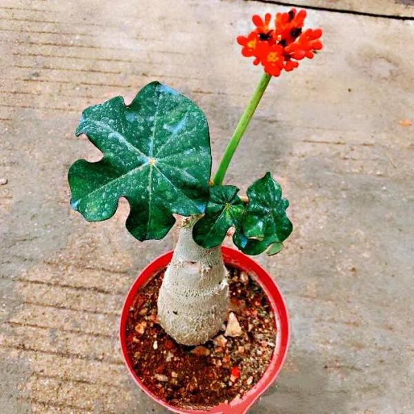 佛肚海棠,株形奇特,一年四季花開不斷,是室內盆栽的佳品 佛肚海棠,株形奇特,一年四季花開不斷,是室內盆栽的佳品