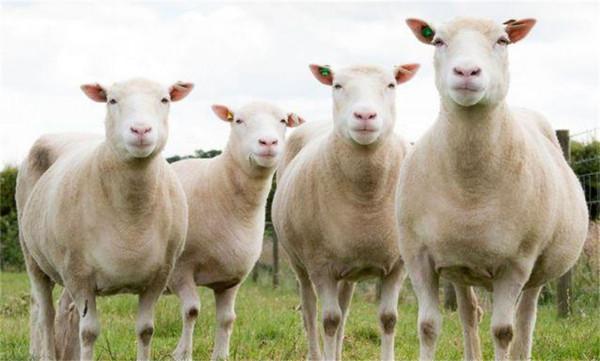 為什麼現在很少提“克隆”了？多莉的一生就是答案，實在太可憐了