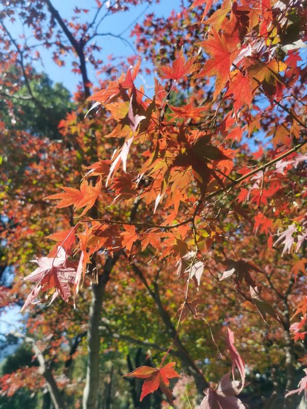 榮耀V30pro，曾經的神機，在2021年還能打嗎？