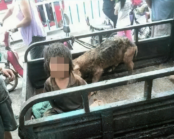 2015年，河南7歲男童被親生父母養豬圈，與豬同吃同住不會人言