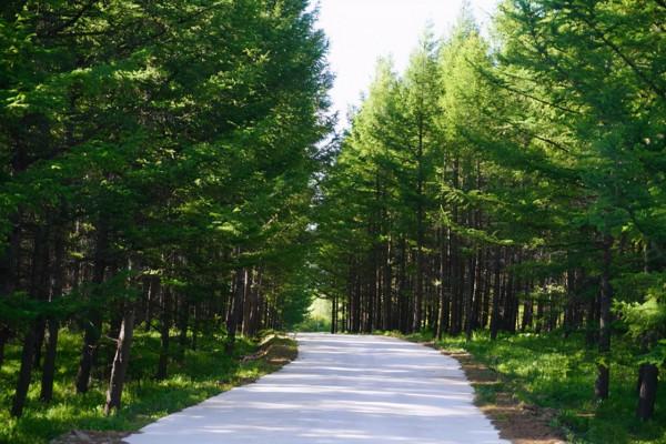 又是一年草原好時節，自駕承德千松壩森林公園