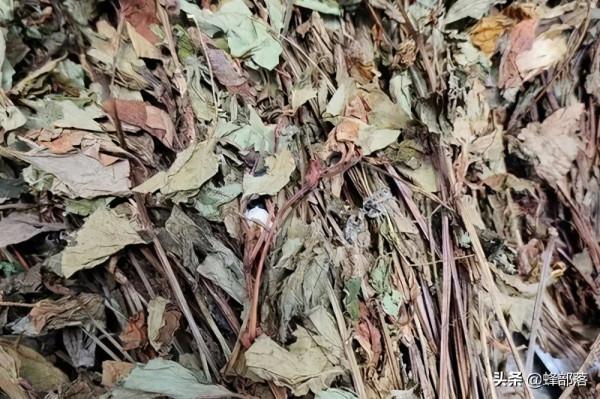 貴州著名蕺菜，貴州人讚不絕口，外地人說很臭，曾在疫情期間大火