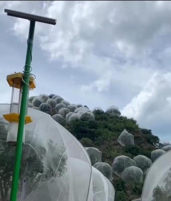 大叔50畝果樹掛&OpenCurlyDoubleQuote;蚊帳&rdquo;掙10萬，防護網承載25公斤冰雹，升溫1℃