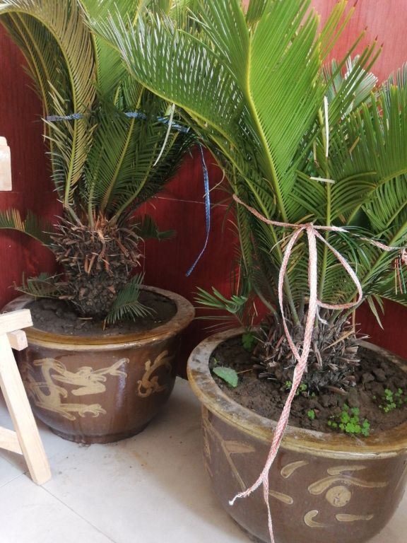 鐵樹開花只是成語?不,鐵樹真能開花,但要講求方法 鐵樹開花只是成語?不,鐵樹真能開花,但要講求方法