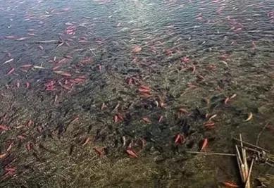 四條金魚引發的一座湖的生態慘案