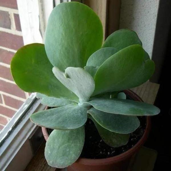 景天科、伽藍菜屬常見多肉植物有哪些？