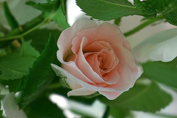 巨蟹座女生2022年運勢詳解，面對挑戰，展示勇氣，絕不輕易低頭