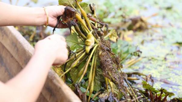 在長三角一體化示範區,尋找秋天的色彩 在長三角一體化示範區,尋找秋天的色彩