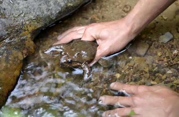 擁有“山珍”之稱的石蛙,高達200元1斤,為何敢養的農民卻不多? 擁有“山珍”之稱的石蛙,高達200元1斤,為何敢養的農民卻不多?