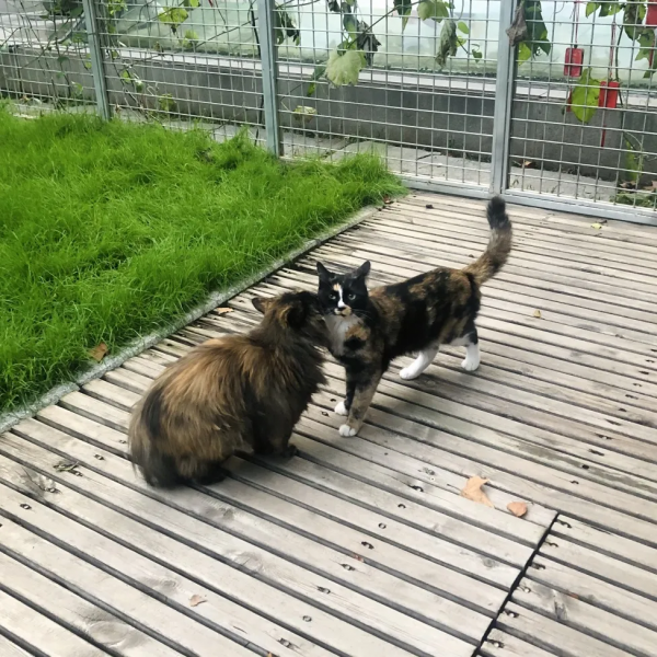 貓別墅還能這麼玩兒？