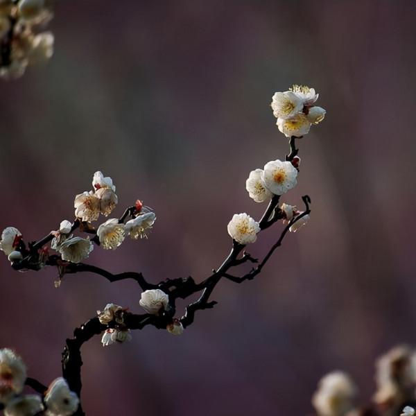 盆景中的精品——玉碟龍游梅 盆景中的精品——玉碟龍游梅