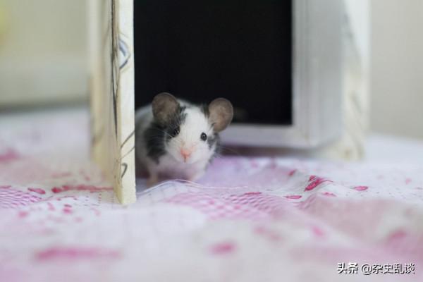 所謂的“十大禁菜”有哪些?看完你會明白為什麼稱為禁菜(上篇) 所謂的“十大禁菜”有哪些?看完你會明白為什麼稱為禁菜(上篇)