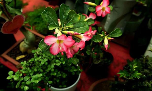 10月養這“6種花”,切記要多曬,利於生長和開花 10月養這“6種花”,切記要多曬,利於生長和開花