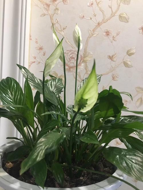 八種“旺財花”，一曬就黃葉，放在“半陰地”反而長得旺