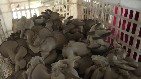 小小秀珍菇,撐起“致富傘” 小小秀珍菇,撐起“致富傘”