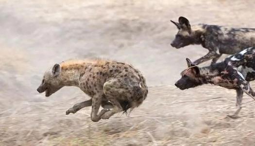 花豹收留落魄鬣狗,花豹遭遇危險時,鬣狗竟捨命去救恩公!紀錄片 花豹收留落魄鬣狗,花豹遭遇危險時,鬣狗竟捨命去救恩公!紀錄片