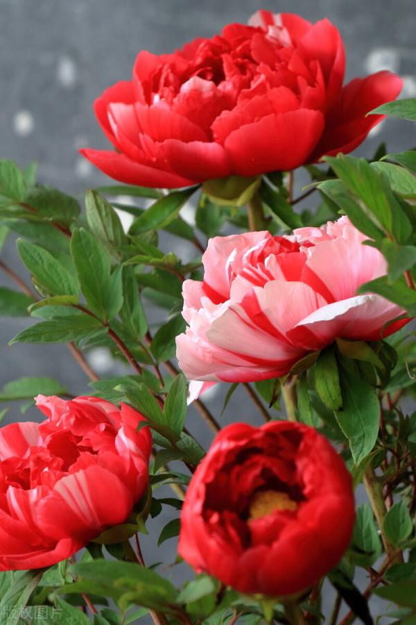 牡丹花什麼時候開花，牡丹花開花後的修剪方法