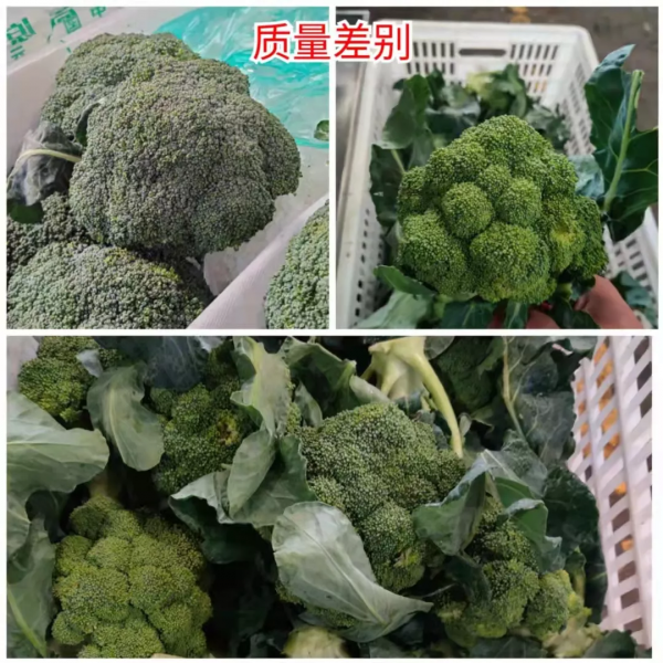 蔬菜價格持續飄紅，部分價格猛漲，菠菜價格再衝高位