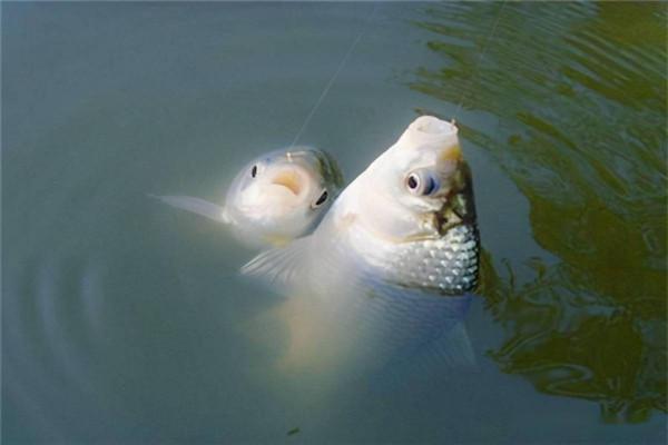 野釣下竿之前，做好這些準備，不再為了魚獲發愁