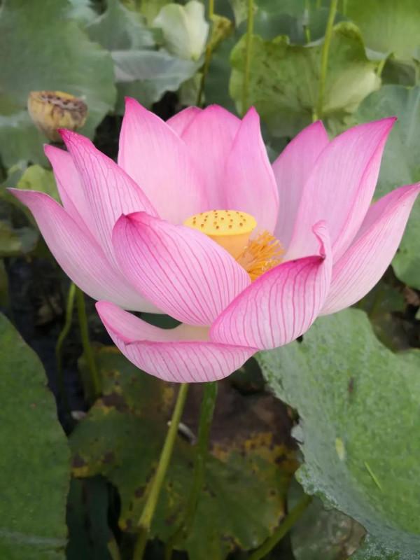 《道德經》:勝人者有力 《道德經》:勝人者有力