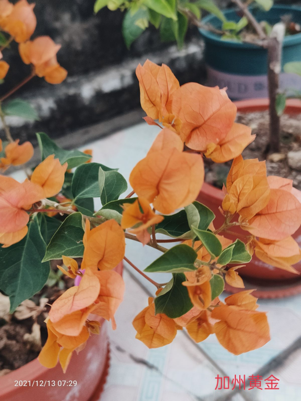 在家打造陽臺花園，種這5種花就夠了，小陽臺也能變花海