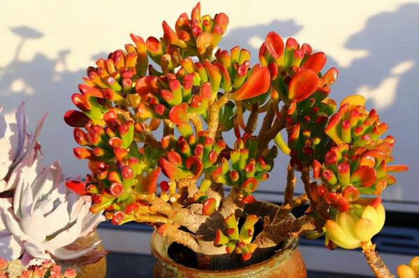 客廳見樹，家興人旺！6種“吉利樹”，好養寓意好，還能養身體