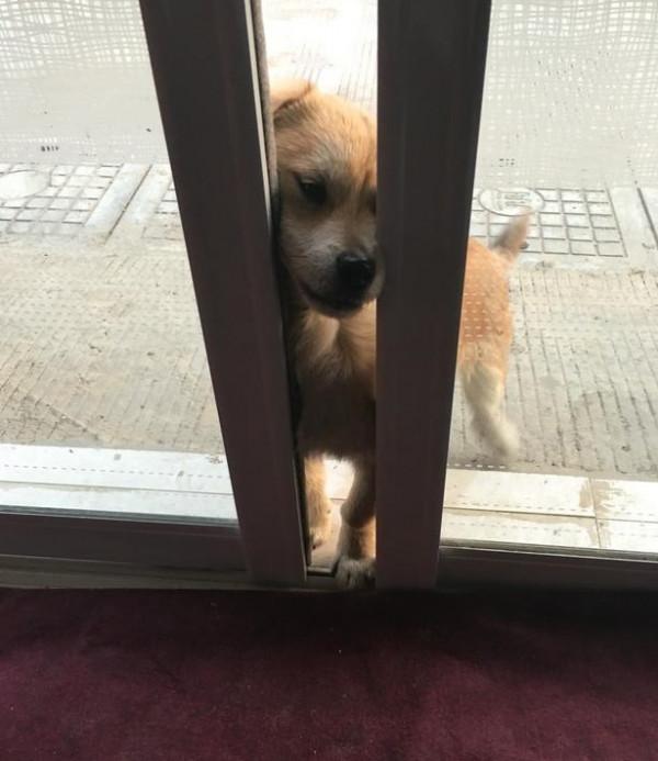 一隻會自己開門的土狗，閉上你說土狗的嘴