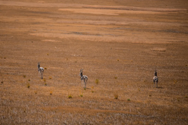 在阿里的四季裡，感受美好的一年