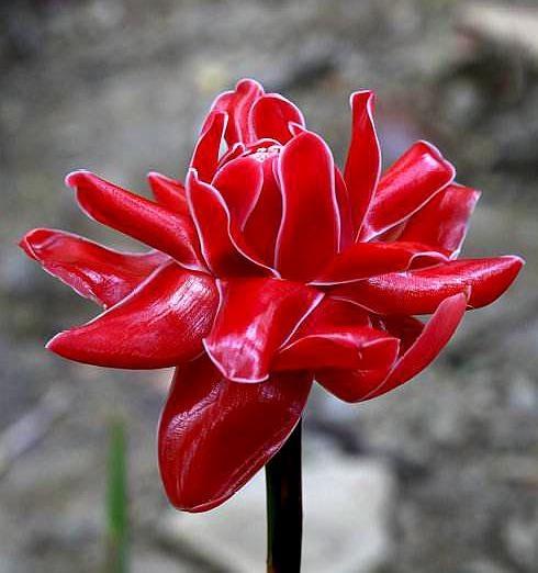 她在家養了3種&OpenCurlyDoubleQuote;超大超美&rdquo;的奇花，1朵花能開100天，鄰居好羨慕