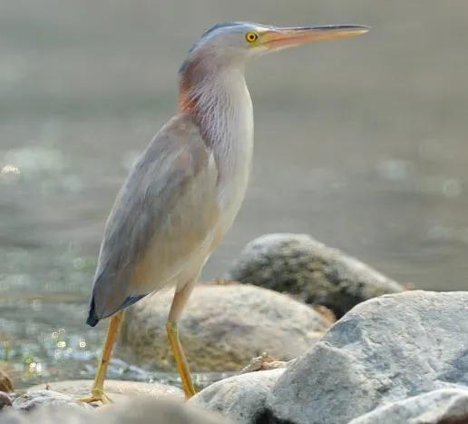 “尖叫雞”原型——黃葦鳽:任爾風吹雨打,我自巋然不動 “尖叫雞”原型——黃葦鳽:任爾風吹雨打,我自巋然不動