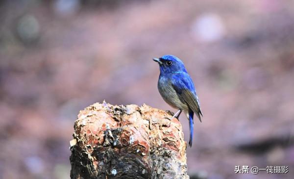 校園候鳥季之——高畫質唯美的小仙鶲