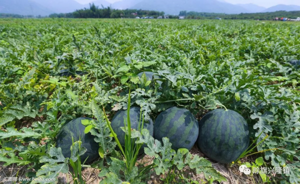 陪爺爺看瓜的日子，如今想起來是多麼美好