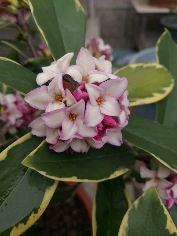年底養些喜慶花，家裡一年都吉祥，6種年宵花現在買正合適