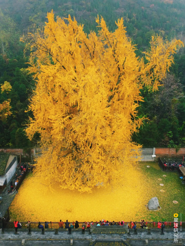 來了！中國賞秋地圖