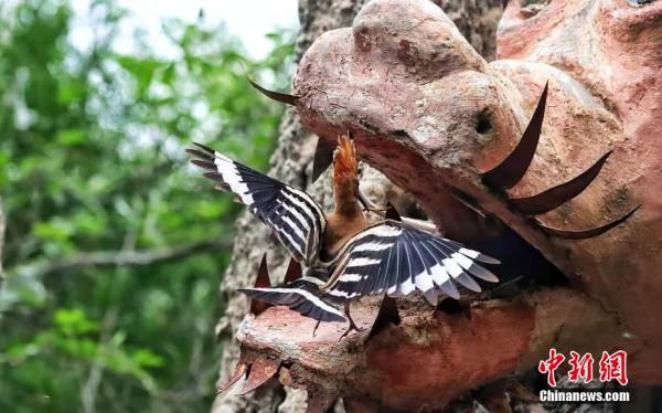 珍貴!攝影師青海拍攝到稀有動物戴勝鳥成長畫面 珍貴!攝影師青海拍攝到稀有動物戴勝鳥成長畫面