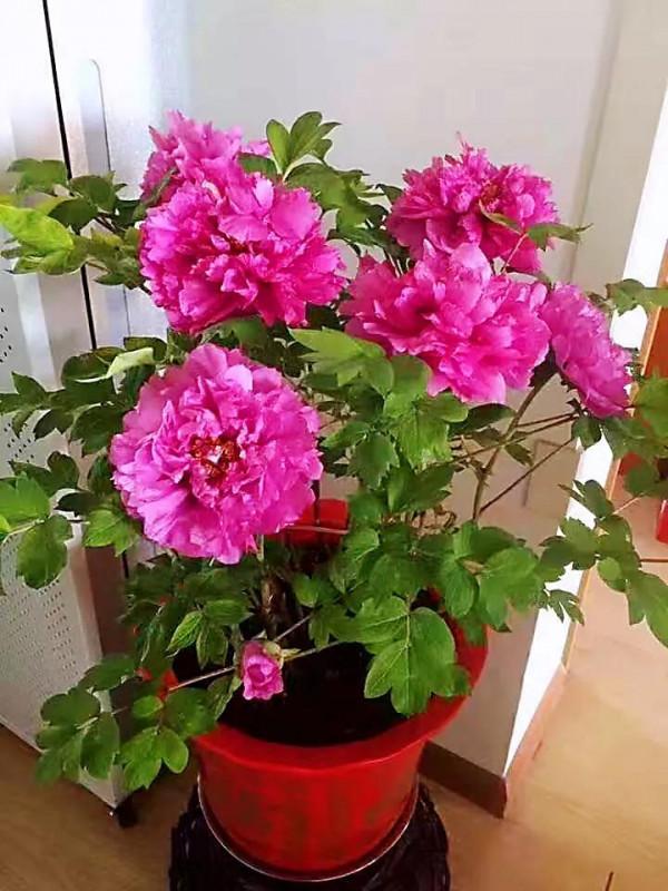 牡丹春節開花,催花技術簡介 牡丹春節開花,催花技術簡介