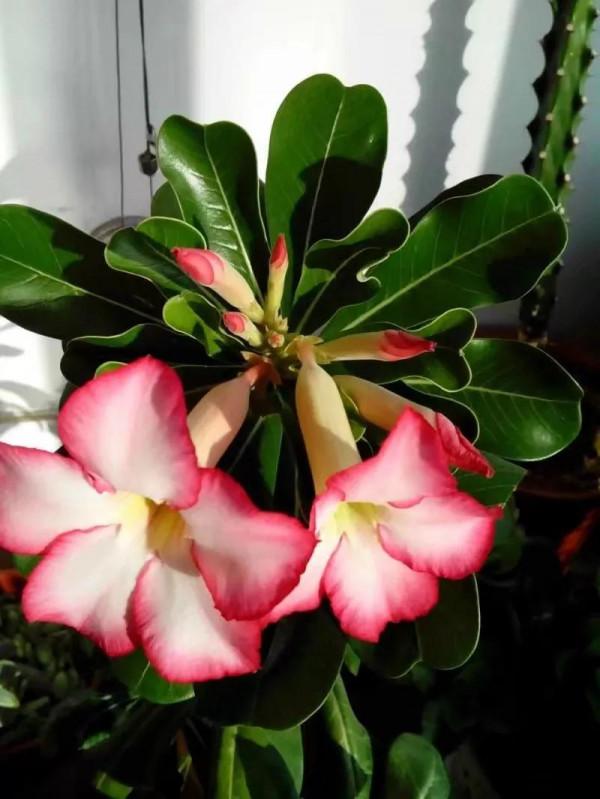 我養的多肉開花了