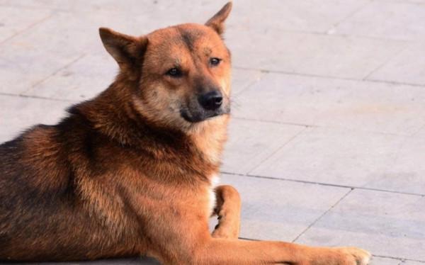 寵物店老闆不會給你推薦這5種狗，因為便宜又好養