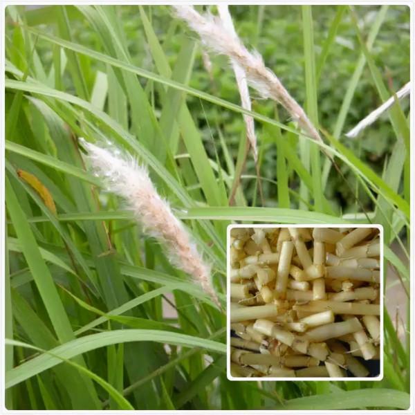 每天學習一味中藥——白茅根 每天學習一味中藥——白茅根