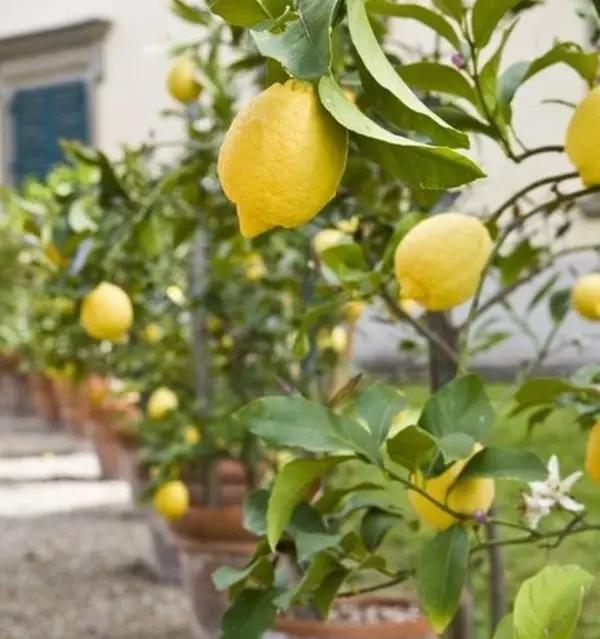 美爆了，還用買花嗎，吃剩的水果種出盆栽（二）