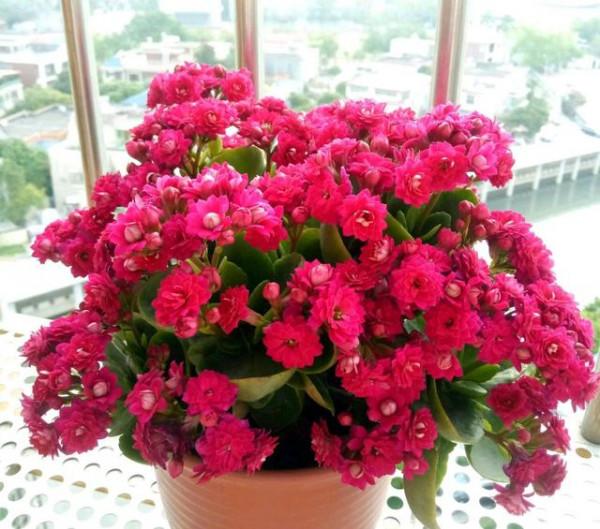 6種能養人的花，越養越有“好運氣”，建議養一盆