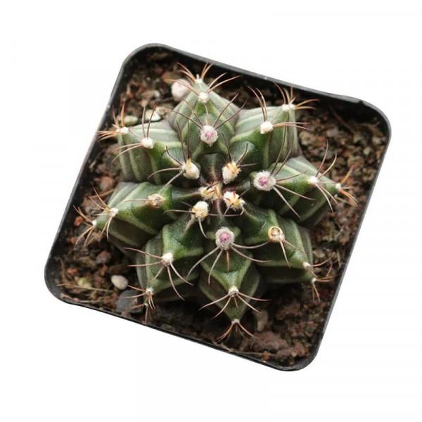 仙人球名品介紹之“瑞雲”