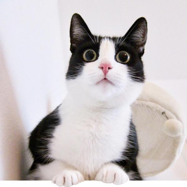 今日份可愛，奶牛貓