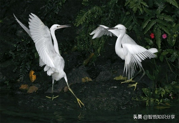 漂亮小鳥在等你欣賞，愛不釋手，萌得可愛