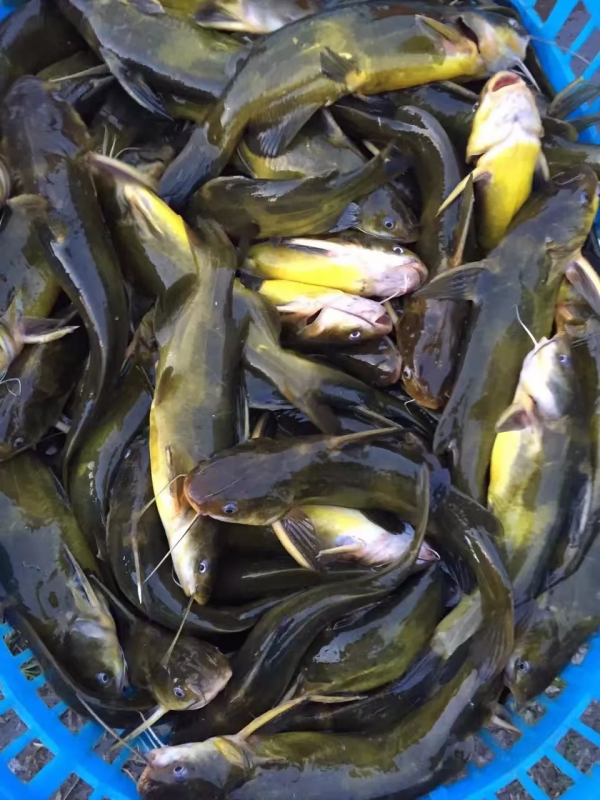 魚價全線大跌！疫情影響，多地停止發貨，最高跌1元/斤